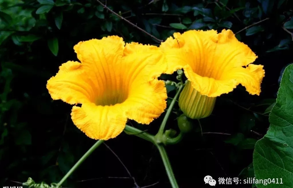 大连全脑开发
